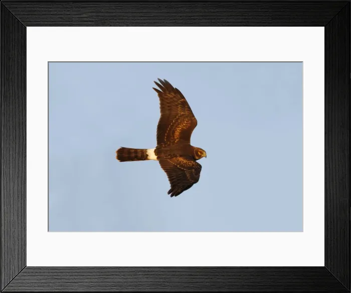Framed Print : Northern Harrier Framed Print : Northern Harrier