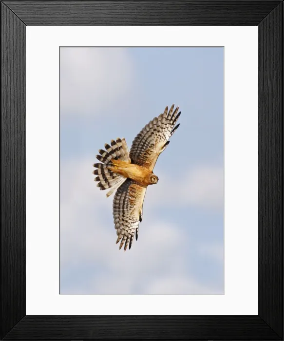Framed Print : Northern Harrier Framed Print : Northern Harrier