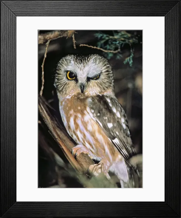 Framed Print : Northern Saw-whet Owl Framed Print : Northern Saw-whet Owl