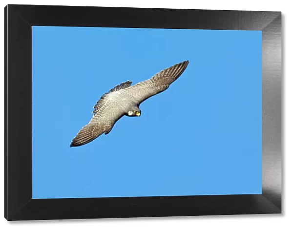 Peregrine Falcon - adult in flight, soaring
