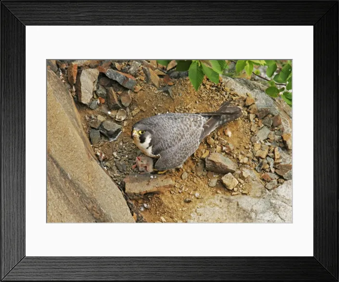 Framed Print : Peregrine Falcon - adult at nest with chick Framed Print : Peregrine Falcon - adult at nest with chick