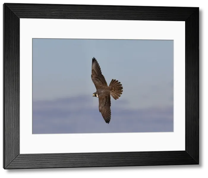 Framed Print : Peregrine Falcon Framed Print : Peregrine Falcon