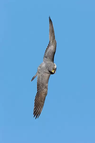 Peregrine Falcon - soaring