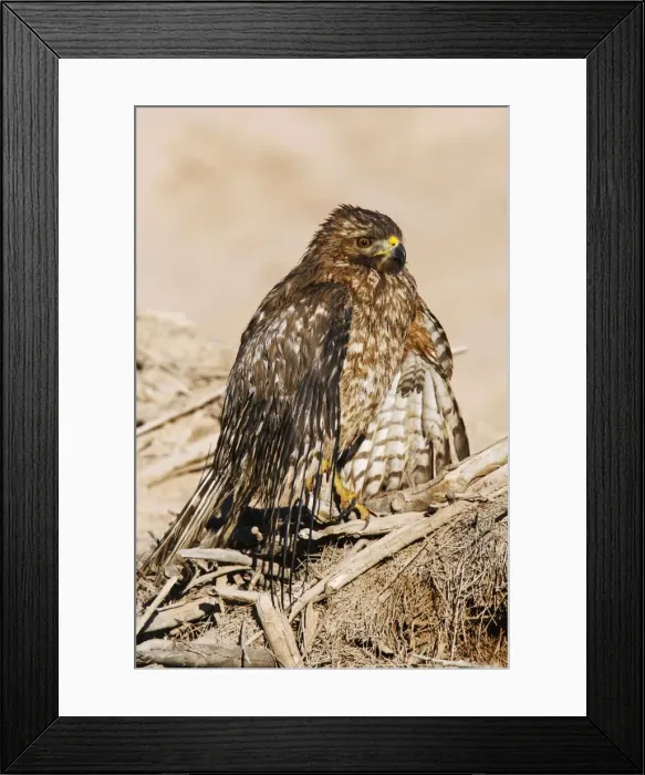 Framed Print : Red-shouldered Hawk - wet after hunting in shallow water Framed Print : Red-shouldered Hawk - wet after hunting in shallow water