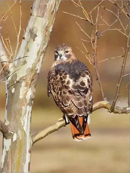 Red-tailed Hawk - adult