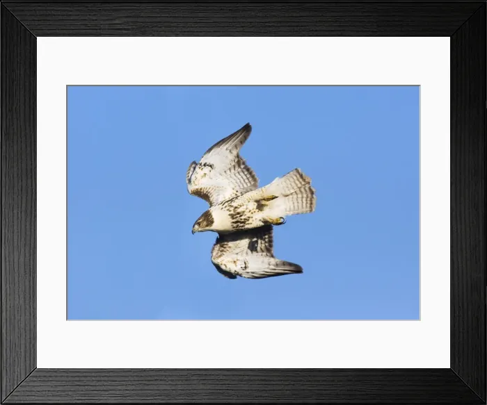 Framed Print : Red-tailed Hawk - in flight Framed Print : Red-tailed Hawk - in flight