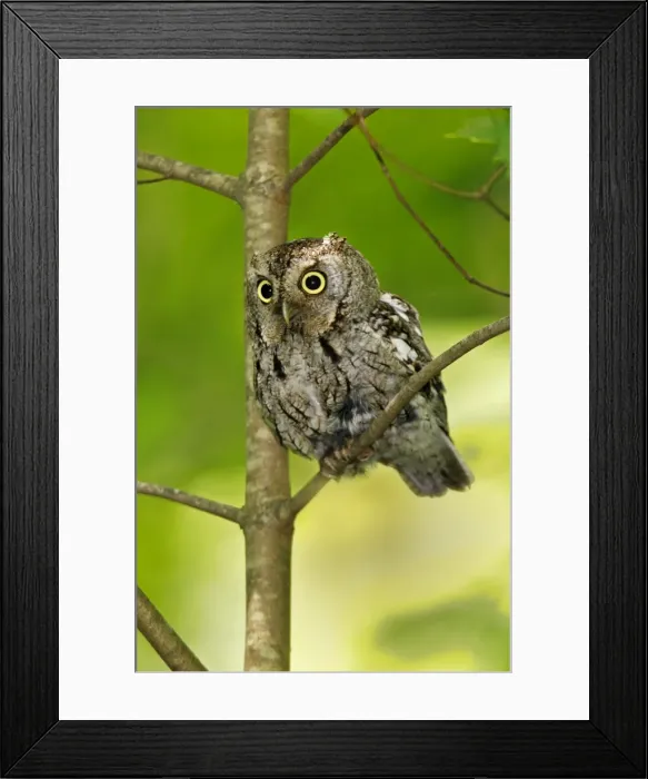 Framed Print : Eastern Screech-Owl Framed Print : Eastern Screech-Owl