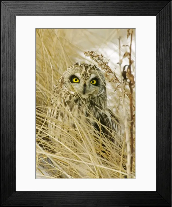 Framed Print : Short-eared Owl Framed Print : Short-eared Owl