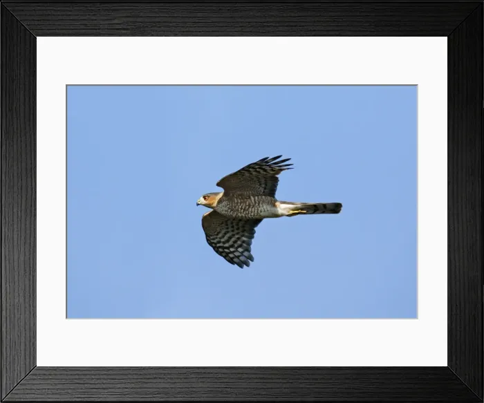 Framed Print : Sharp-shinned Hawk - adult. Smallest member of the accipiter family. Hunts and feeds primarily on small songbirds. New Jersey, USA Framed Print : Sharp-shinned Hawk - adult. Smallest member of the accipiter family. Hunts and feeds primarily on small songbirds. New Jersey, USA
