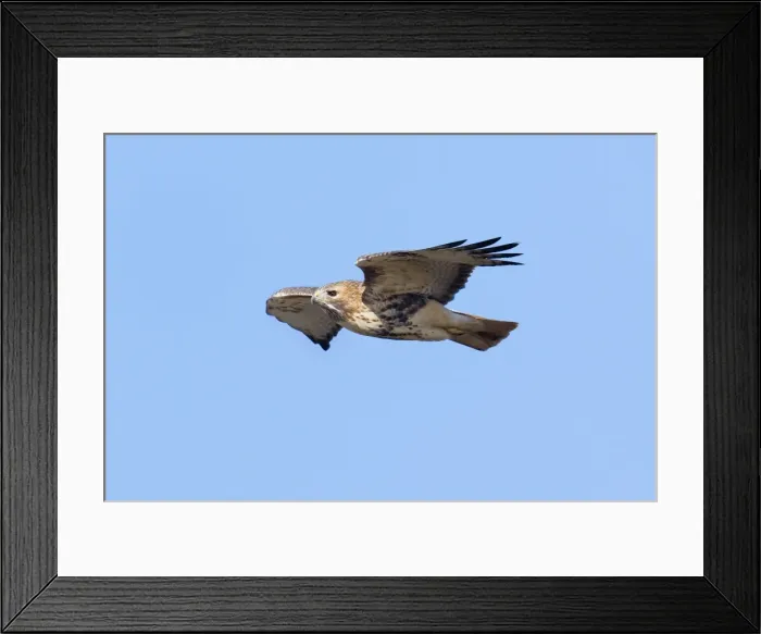 Framed Print : Red-tailed Hawk - adult in flight Framed Print : Red-tailed Hawk - adult in flight