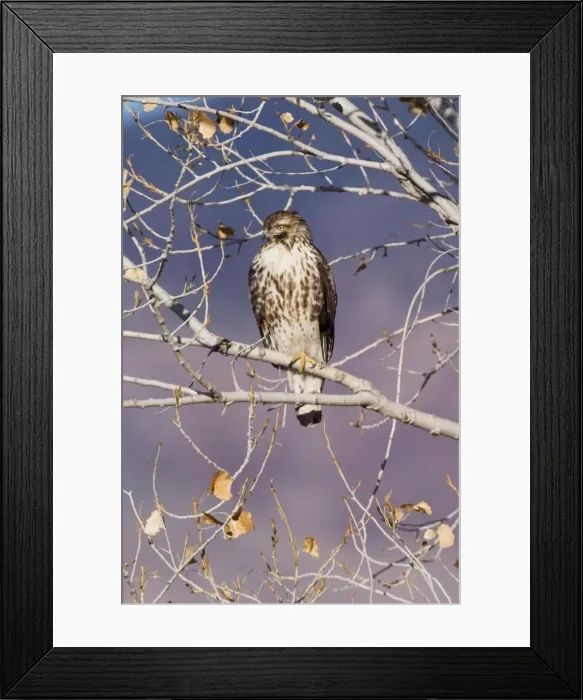 Framed Print : Red-tailed Hawk - Immature Framed Print : Red-tailed Hawk - Immature
