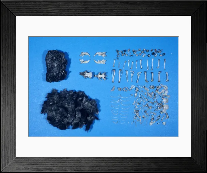 Framed Print : Owl Pellet Framed Print : Owl Pellet
