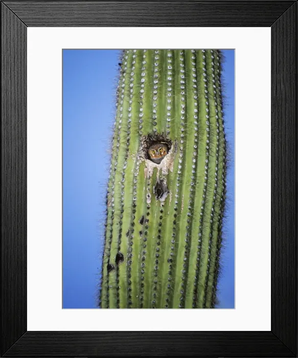 Framed Print : Elf Owl. JZ-2506. Elf Owl. USA. Micrathene whitneyi Framed Print : Elf Owl. JZ-2506. Elf Owl. USA. Micrathene whitneyi