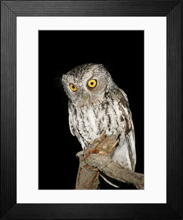 Framed Print : Whiskered Screech Owl Framed Print : Whiskered Screech Owl