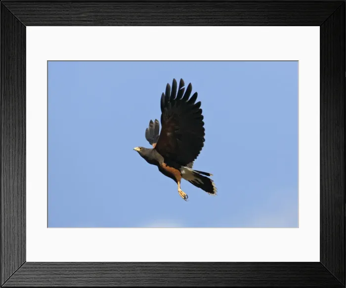 Framed Print : Harris's Hawk Framed Print : Harris's Hawk