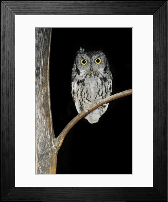 Framed Print : Western Screech Owl Framed Print : Western Screech Owl