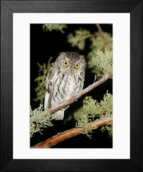 Framed Print : Whiskered Screech Owl Framed Print : Whiskered Screech Owl