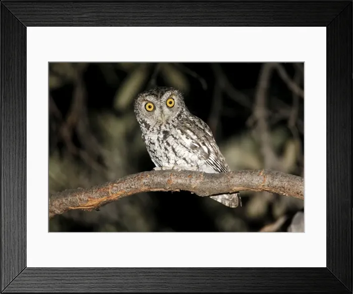 Framed Print : Whiskered Screech Owl Framed Print : Whiskered Screech Owl