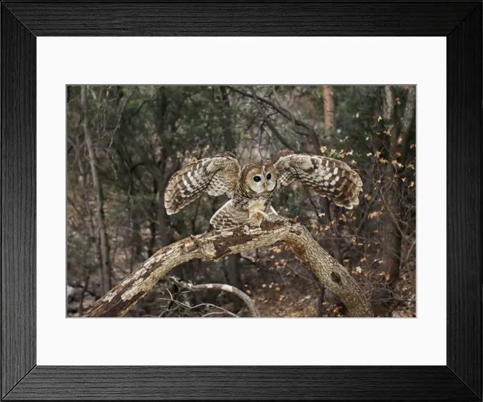 Framed Print : Spotted Owl Framed Print : Spotted Owl