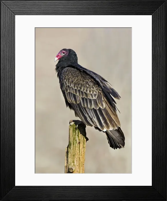 Framed Print : Turkey Vulture Framed Print : Turkey Vulture