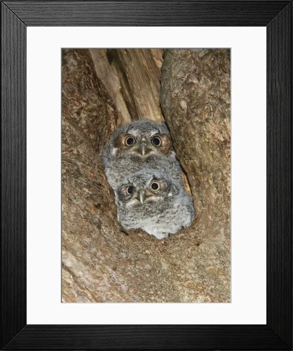Framed Print : Eastern Screech-Owl Connecticut USA Framed Print : Eastern Screech-Owl Connecticut USA