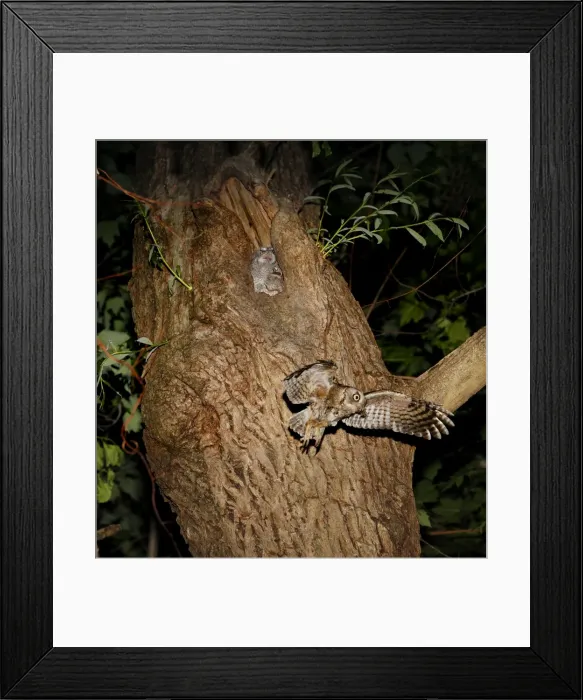 Framed Print : Eastern Screech-Owl - adult feeding young in nest