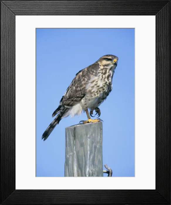Framed Print : Gray Hawk. JZ-2650. Grey Hawk. USA. Asturina nitida Framed Print : Gray Hawk. JZ-2650. Grey Hawk. USA. Asturina nitida
