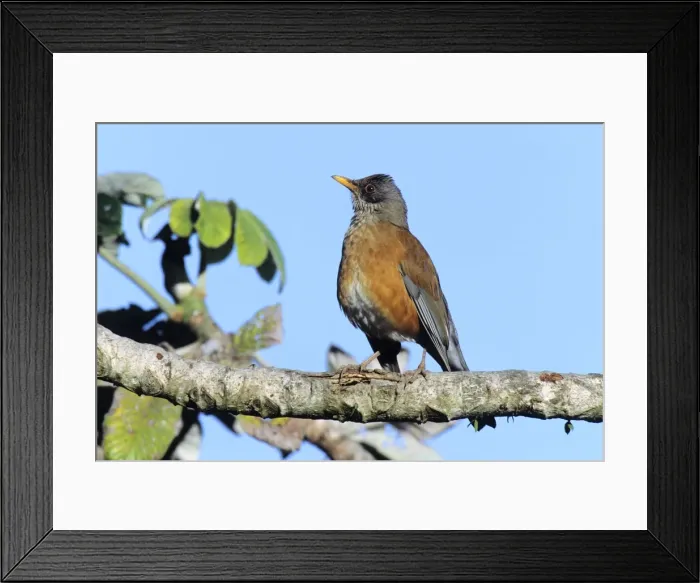 Framed Print : Rufous-backed Robin San Blas, Mexico Framed Print : Rufous-backed Robin San Blas, Mexico