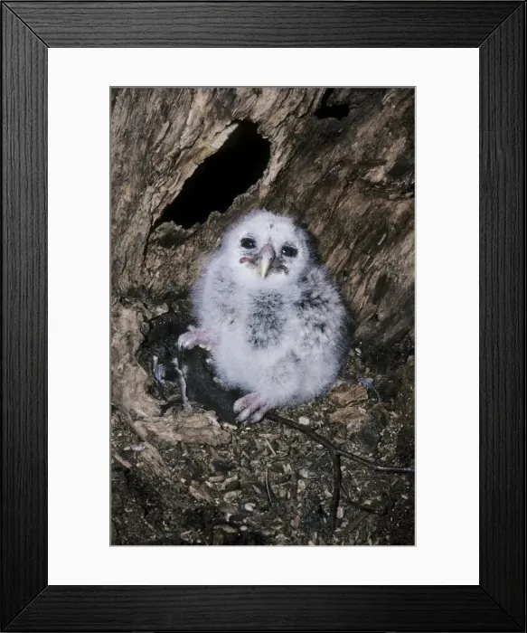 Framed Print : Barred Owl - chick in nest with prey, flying squirrel Framed Print : Barred Owl - chick in nest with prey, flying squirrel