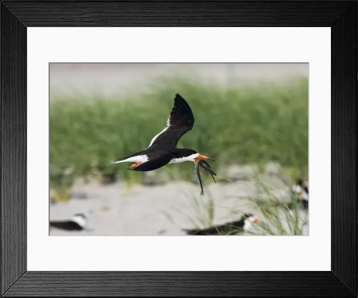 Framed Print : Black Skimmer - in flight with needlefish in Long Island. New York colony in August - USA Framed Print : Black Skimmer - in flight with needlefish in Long Island. New York colony in August - USA