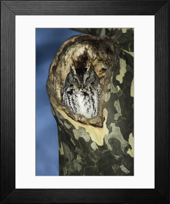 Framed Print : Eastern Screech-Owl - grey morph, in nest hole, CT, USA Framed Print : Eastern Screech-Owl - grey morph, in nest hole, CT, USA