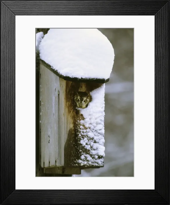 Framed Print : Eastern Screech-Owl - red morph in owl box in residential backyard, Jan, CT, USA Framed Print : Eastern Screech-Owl - red morph in owl box in residential backyard, Jan, CT, USA
