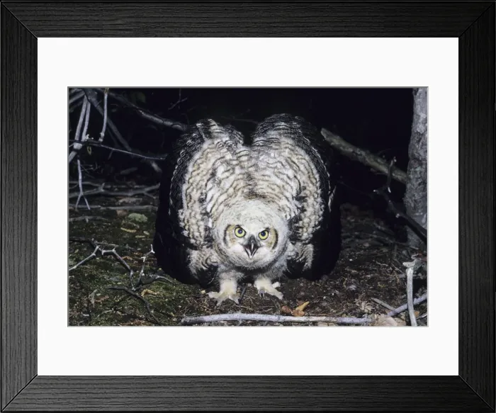 Framed Print : Great Horned Owl - flightless youngster on ground in defensive display, CT, USA Framed Print : Great Horned Owl - flightless youngster on ground in defensive display, CT, USA