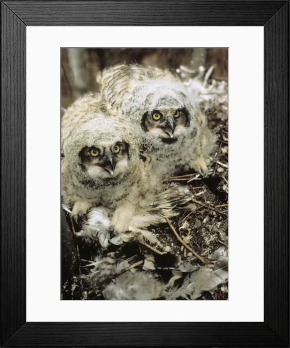 Framed Print : Great Horned Owl -young in nest, CT, USA Framed Print : Great Horned Owl -young in nest, CT, USA