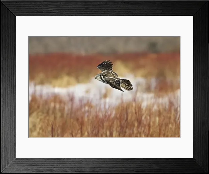 Framed Print : Northern Hawk Owl. These 16 inch tall owls often hunt in daytime for small rodents from treetops in open spruce and aspen woods. This one was photographed during the owl invasion winter of 2004 / 2005 in northern Minnesota Framed Print : Northern Hawk Owl. These 16 inch tall owls often hunt in daytime for small rodents from treetops in open spruce and aspen woods. This one was photographed during the owl invasion winter of 2004 / 2005 in northern Minnesota