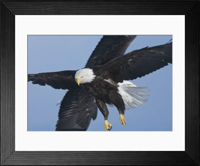Framed Print : Bald Eagle - Kenai Peninsula, Alasksa. Feb. USA Framed Print : Bald Eagle - Kenai Peninsula, Alasksa. Feb. USA