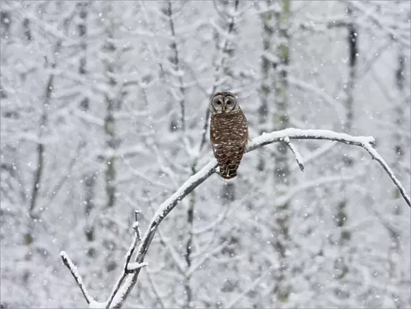 Barred Owl - in winter. January, CT, USA