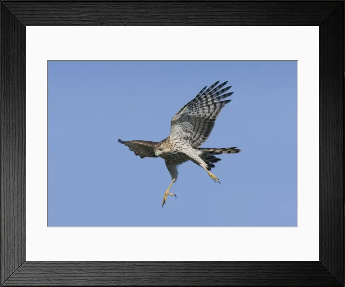 Framed Print : Cooper's Hawk in flight - immature. October, Cape May, NJ, USA Framed Print : Cooper's Hawk in flight - immature. October, Cape May, NJ, USA