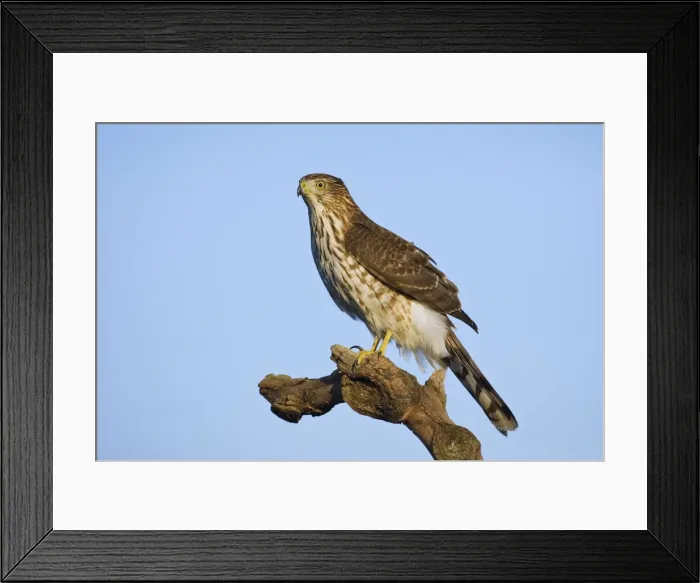 Framed Print : Cooper's Hawk, Accipiter cooperii, immature. October, Cape May NJ, USA Framed Print : Cooper's Hawk, Accipiter cooperii, immature. October, Cape May NJ, USA