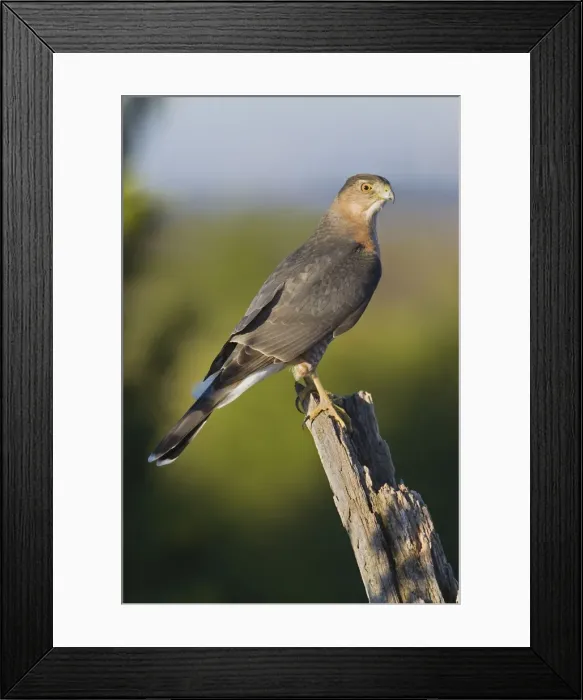 Framed Print : Cooper's Hawk - adult in late October at Cape May, NJ, USA Framed Print : Cooper's Hawk - adult in late October at Cape May, NJ, USA