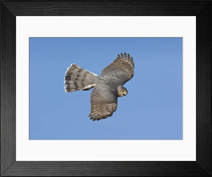 Framed Print : Cooper's Hawk - adult in migration in Oct at Cape May, NJ, USA Framed Print : Cooper's Hawk - adult in migration in Oct at Cape May, NJ, USA
