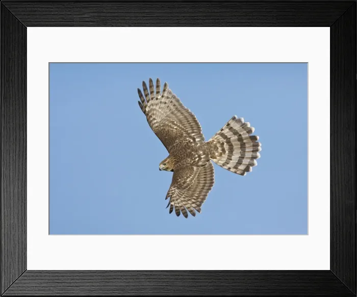 Framed Print : Cooper's Hawk in flight - immature. Oct in Cape May, NJ, USA Framed Print : Cooper's Hawk in flight - immature. Oct in Cape May, NJ, USA