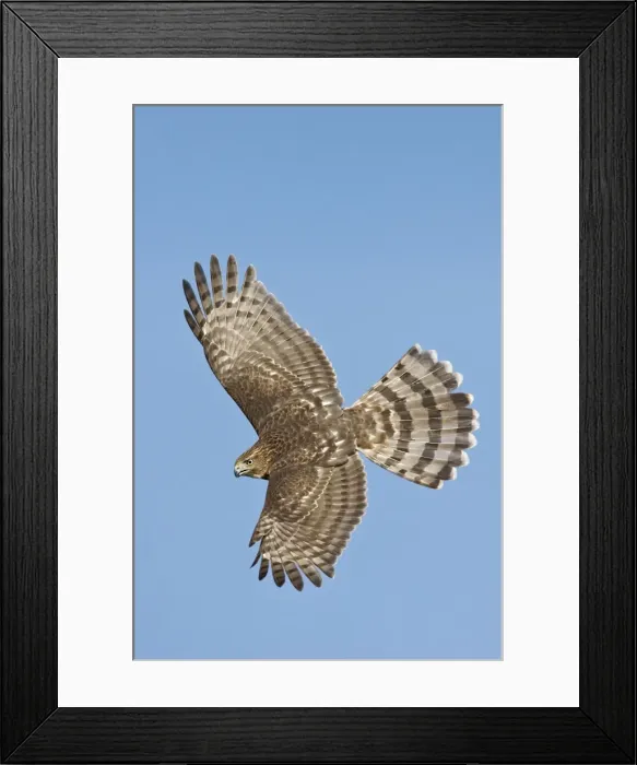 Framed Print : Cooper's Hawk in flight - immature. Oct in Cape May, NJ, USA Framed Print : Cooper's Hawk in flight - immature. Oct in Cape May, NJ, USA