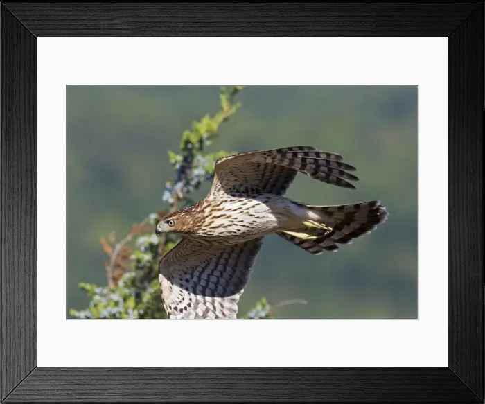 Framed Print : Cooper's Hawk - immature. New Jersey, September, USA Framed Print : Cooper's Hawk - immature. New Jersey, September, USA