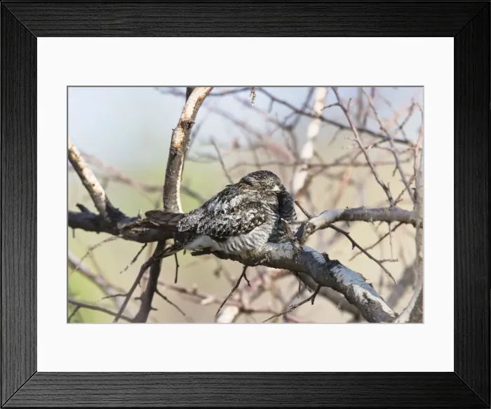Framed Print : Common Nighthawk Framed Print : Common Nighthawk
