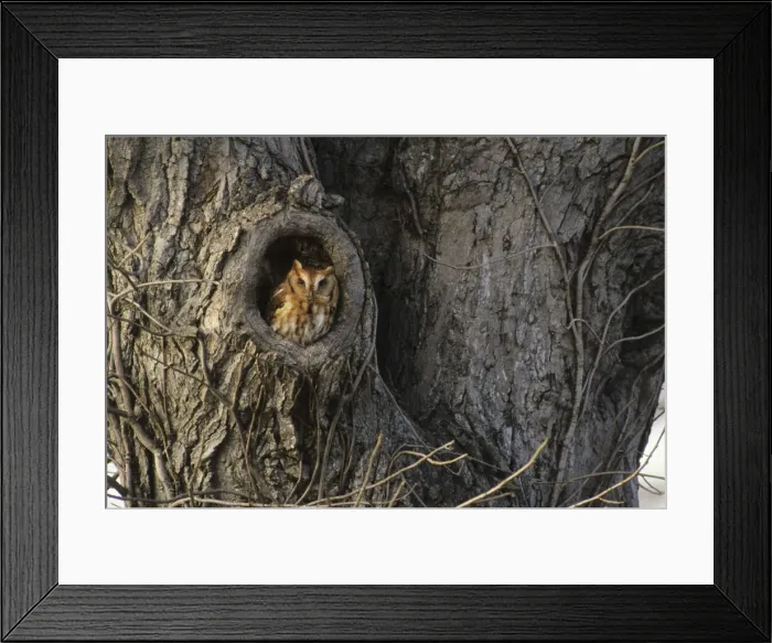 Framed Print : Eastern Screech Owl, USA Framed Print : Eastern Screech Owl, USA