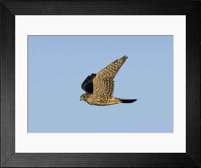 Framed Print : Merlin - in flight. Photographed in Cape May New Jersey during the fall migration. USA Framed Print : Merlin - in flight. Photographed in Cape May New Jersey during the fall migration. USA