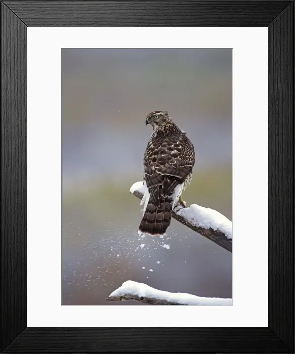 Framed Print : Northern Goshawk - Immature. USA