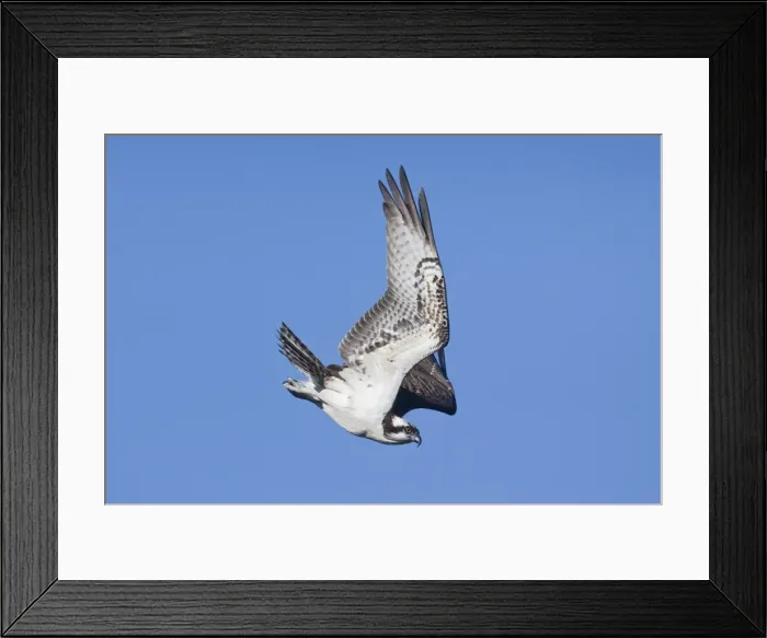 Framed Print : Osprey. Hamden, CT, October, USA Framed Print : Osprey. Hamden, CT, October, USA