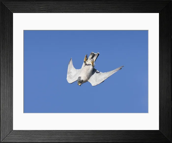 Framed Print : Peregrine Falcon - adult, CT in November, USA Framed Print : Peregrine Falcon - adult, CT in November, USA